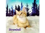 Adopt Stromboli a Orange or Red Tabby Domestic Shorthair (short coat) cat in