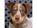Adopt Brisbane a Australian Cattle Dog / Mixed dog in Fort Davis, TX (41529810)