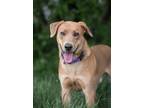Adopt Francis a Labrador Retriever / Mixed dog in Gillette, WY (41485855)