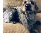 Adopt Millie a Gray/Silver/Salt & Pepper - with Black Labradoodle / Mixed dog in