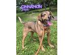 Adopt Cinnamon a Hound (Unknown Type) / Mixed dog in Oak Ridge, TN (41525323)
