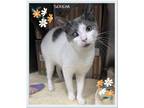 Adopt Serena a Domestic Shorthair / Mixed cat in Orangeville, ON (41487255)