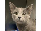 Adopt Luna a Domestic Shorthair / Mixed cat in Salisbury, MD (41529737)