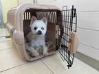 Adopt Pomi a White Pomeranian / Mixed dog in Calgary, AB (41529736)