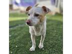 Adopt Noah a White - with Brown or Chocolate Terrier (Unknown Type