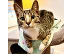 Adopt Atonio a Domestic Shorthair (short coat) cat in Escondido, CA (41174292)
