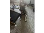 Adopt Simba a Gray/Silver/Salt & Pepper - with White Akita / Mixed dog in