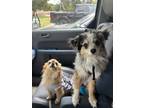 Adopt Ozzy a Merle Australian Shepherd / Mixed dog in Orange, CA (41529796)