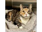 Adopt Tiny Girl a Domestic Mediumhair / Mixed cat in Raleigh, NC (41479393)