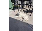 Adopt Bailey (Palm Springs) a White Jack Russell Terrier / Mixed dog in