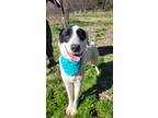 Adopt Smudge a White - with Black Great Pyrenees / Mixed Breed (Large) / Mixed
