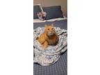 Adopt Lazslo a Orange or Red Tabby Domestic Shorthair / Mixed (short coat) cat