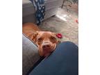 Adopt Jarvis a Tan/Yellow/Fawn Vizsla / American Pit Bull Terrier / Mixed dog in