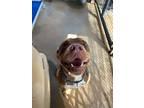 Adopt SAUCE a Bull Terrier / Mixed dog in Marianna, FL (41529662)
