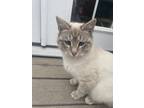 Adopt Snow a White (Mostly) Domestic Shorthair / Mixed (short coat) cat in