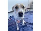 Adopt Hope a Mixed Breed (Medium) / Mixed dog in Thousand Oaks, CA (41529672)