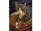 Adopt Thunder a Gray or Blue Domestic Shorthair / Mixed (short coat) cat in