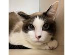 Adopt Aqua a Siamese / Mixed cat in Lincoln, NE (41523204)