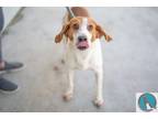 Adopt Coby a Red/Golden/Orange/Chestnut - with White Foxhound / Mixed dog in