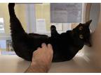 Adopt Tenille a Domestic Shorthair / Mixed cat in Lincoln, NE (41523198)