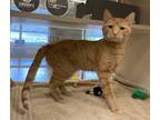 Adopt Cosgrove a Domestic Shorthair / Mixed cat in Lincoln, NE (41523194)