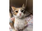 Adopt a Domestic Shorthair / Mixed cat in Spokane Valley, WA (41529616)