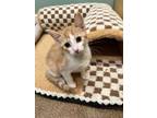 Adopt MCFLURRY a Orange or Red Tabby Domestic Shorthair (short coat) cat in
