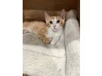 Adopt SPICY MCCRISPY a Orange or Red Tabby Domestic Shorthair (short coat) cat