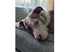 Adopt GiGi a White - with Tan, Yellow or Fawn American Pit Bull Terrier / Mixed