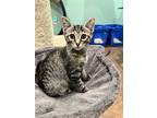 Adopt DAISY a Brown Tabby Domestic Shorthair (short coat) cat in Royal Oak