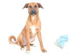 Adopt ELKO a Tan/Yellow/Fawn German Shepherd Dog / Mixed dog in Oroville