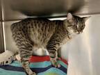 Adopt BOBCAT a Brown Tabby Domestic Shorthair (short coat) cat in Royal Oak