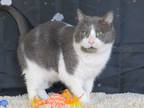 Adopt Zeke a Gray or Blue (Mostly) Domestic Shorthair (short coat) cat in