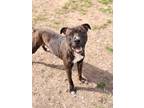 Adopt Magnus a Brindle American Pit Bull Terrier / Mixed dog in Walterboro