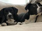 Adopt E.V. a Black - with White Hound (Unknown Type) / Mixed dog in Englewood