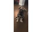 Adopt Dixie a Brown/Chocolate - with Black Australian Shepherd / Great Pyrenees
