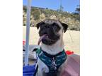 Adopt Max a Tan/Yellow/Fawn Pug / Mixed dog in Santa Clarita, CA (41529391)