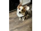 Adopt Frankie a White - with Red, Golden, Orange or Chestnut Papillon / Mixed