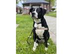 Adopt Bailey a Black - with White Hound (Unknown Type) / Mixed dog in Englewood