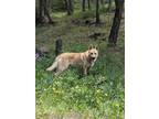 Adopt Niko a Red/Golden/Orange/Chestnut German Shepherd Dog / Mixed Breed