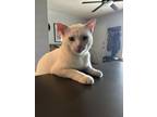 Adopt Soda a White American Shorthair / Mixed (short coat) cat in Austin