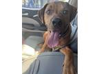 Adopt Scooby a Brown/Chocolate American Pit Bull Terrier / Boxer / Mixed dog in