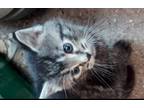 Adopt One of six a Gray, Blue or Silver Tabby Tabby / Mixed (medium coat) cat in