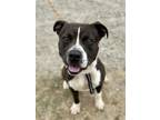 Adopt Draco a Black - with White American Pit Bull Terrier / Mixed dog in