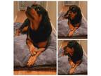 Adopt Bailey a Black - with Tan, Yellow or Fawn Rottweiler / Mixed dog in