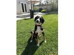 Adopt Rocky a Black - with Tan, Yellow or Fawn Greater Swiss Mountain Dog /