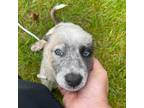Adopt Sheldon a White - with Black Shepherd (Unknown Type) / Cattle Dog / Mixed
