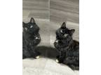 Adopt Nellie a Calico or Dilute Calico Calico / Mixed (medium coat) cat in
