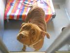Adopt REBA RED a Red/Golden/Orange/Chestnut Pit Bull Terrier / Mixed dog in