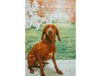 Adopt Jean a Red/Golden/Orange/Chestnut Redbone Coonhound / Mixed dog in
